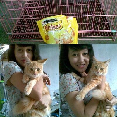 Kitten kucing anggora jantan umur 4bulan'n + kandang lipat