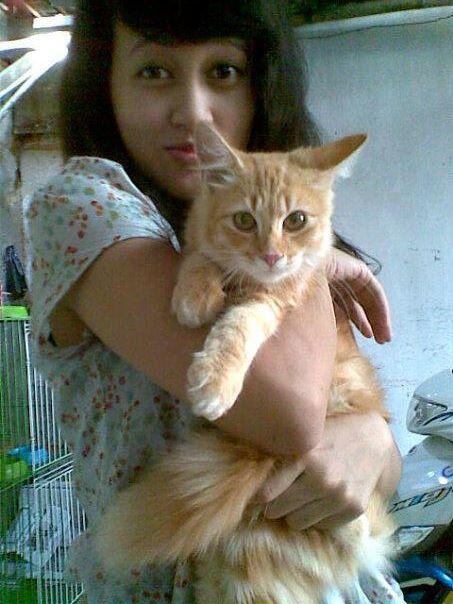 Kitten kucing anggora jantan umur 4bulan'n + kandang lipat