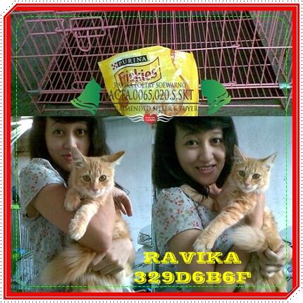 Kitten kucing anggora jantan umur 4bulan'n + kandang lipat