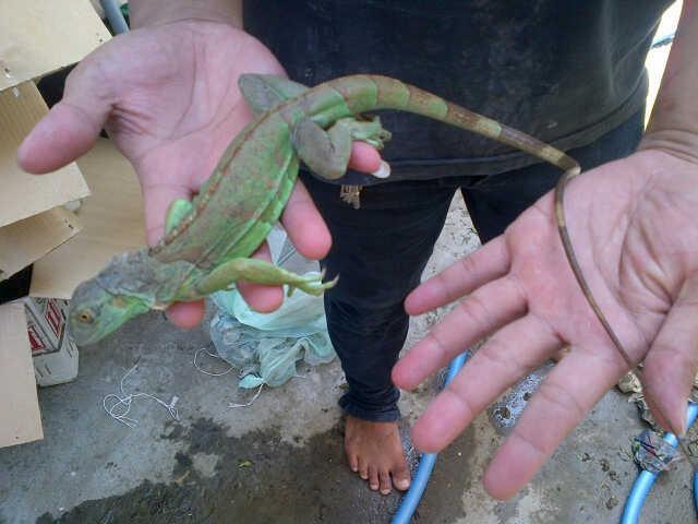 RED IGUANA DAN GREEN IGUANA SOLO