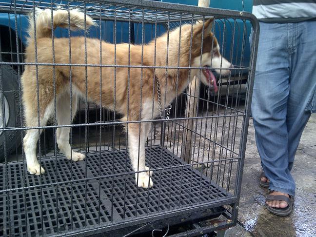 Siberian Husky calon indukan Istimewa