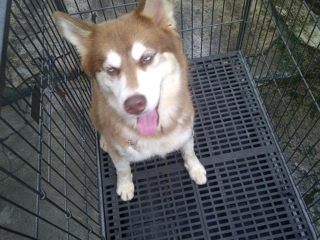 Siberian Husky calon indukan Istimewa