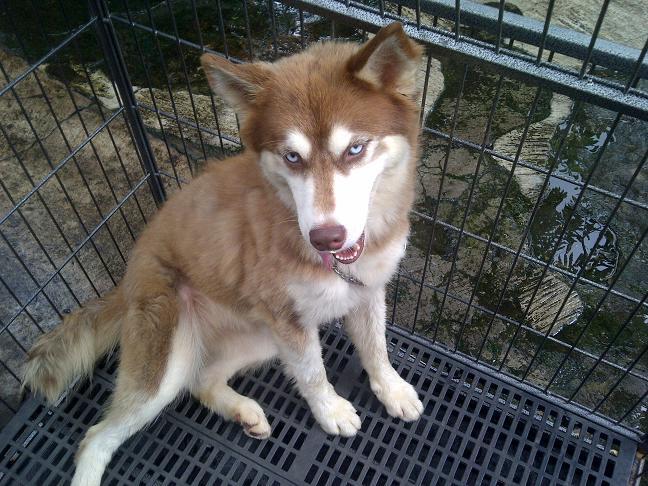 Siberian Husky calon indukan Istimewa