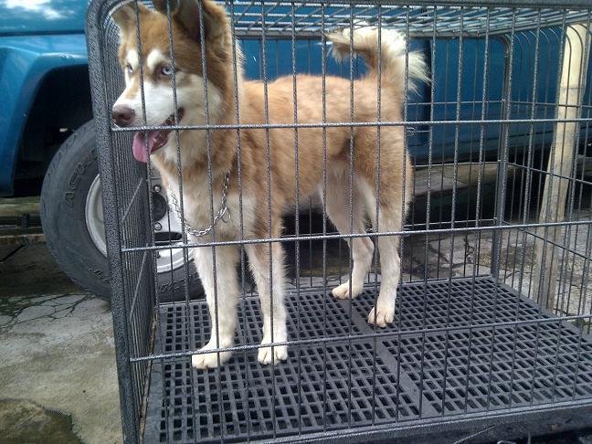Siberian Husky calon indukan Istimewa