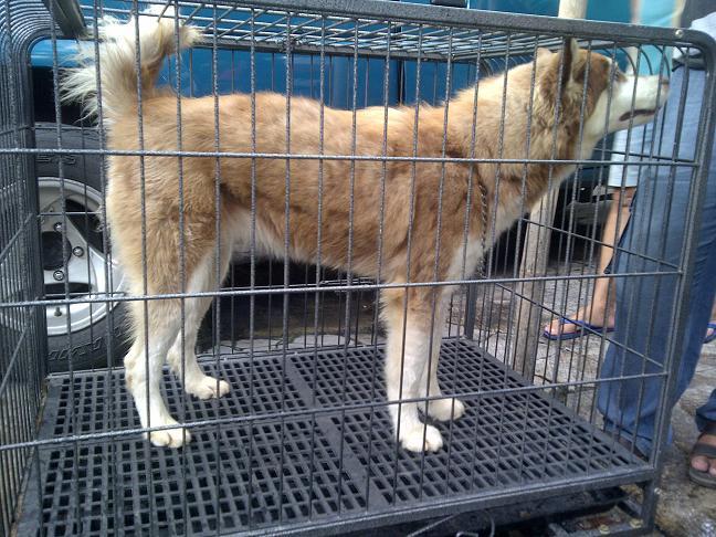 Siberian Husky calon indukan Istimewa