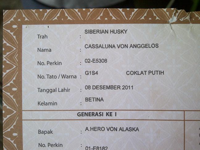 Siberian Husky calon indukan Istimewa