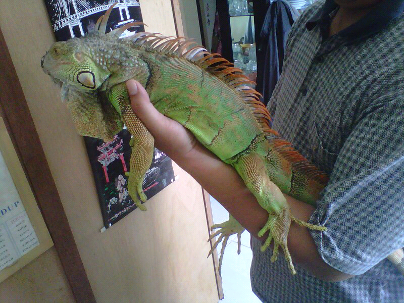 WTS green Iggy semi orange 1,5 meter (iguana)