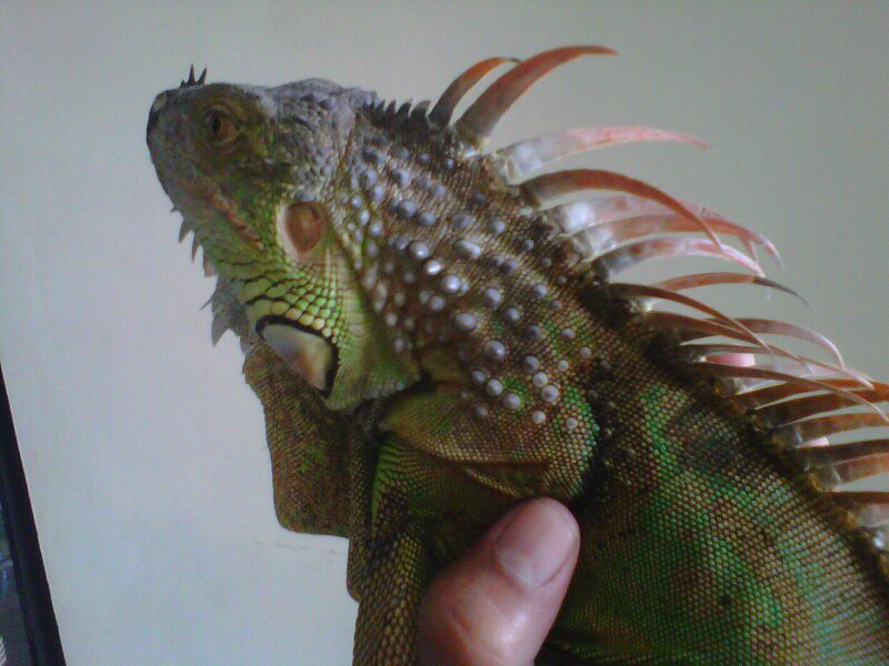 WTS green Iggy semi orange 1,5 meter (iguana)