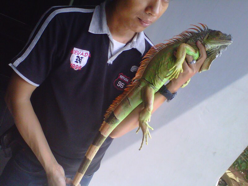 WTS green Iggy semi orange 1,5 meter (iguana)