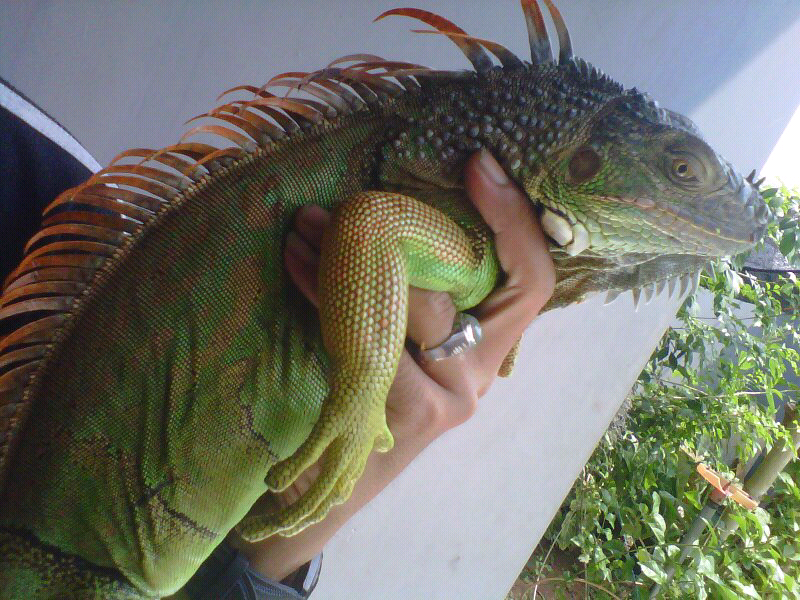 WTS green Iggy semi orange 1,5 meter (iguana)