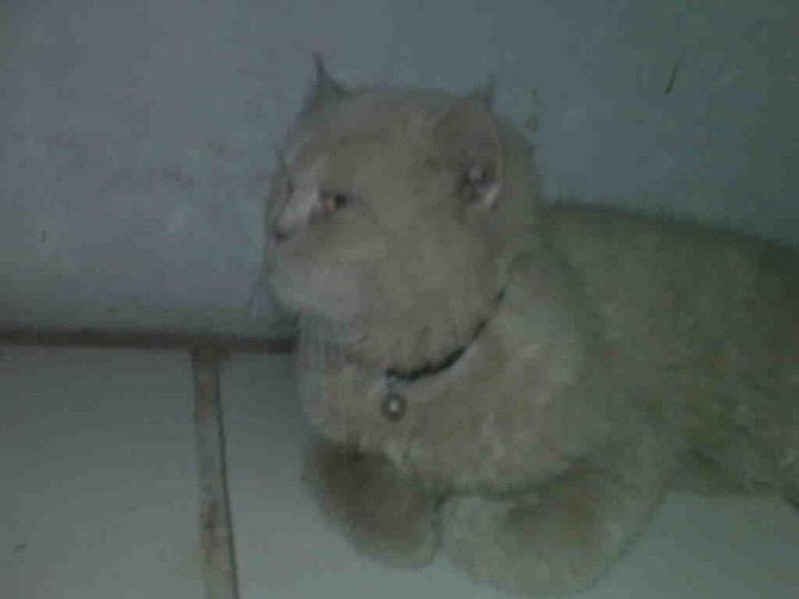 persia flatnose jantan murmer