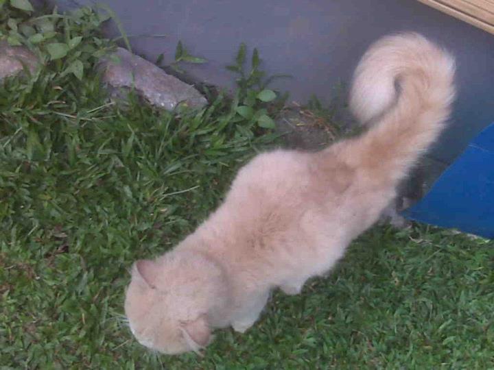 persia flatnose jantan murmer