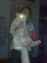 persia flatnose jantan murmer