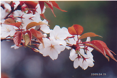 jenis bunga sakura ( made in jepang)