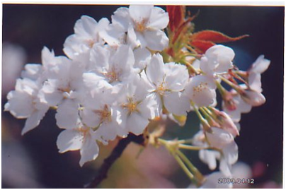 jenis bunga sakura ( made in jepang)