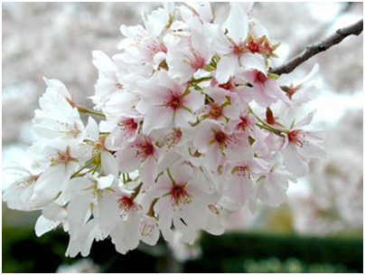 jenis bunga sakura ( made in jepang)