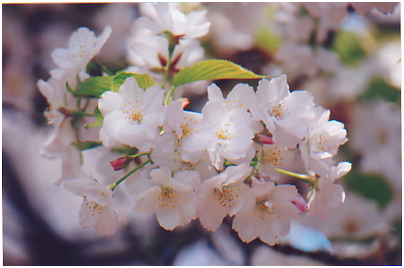 jenis bunga sakura ( made in jepang)