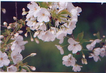 19 Jenis Bunga Sakura Kaskus