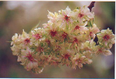 19 Jenis Bunga Sakura