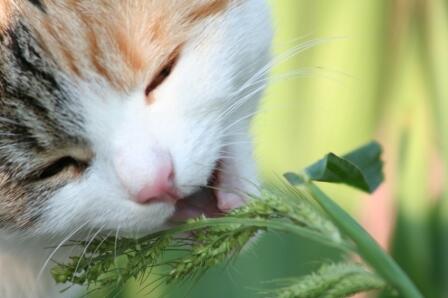 Kucing wajib mengkonsumsi rumput hijau!