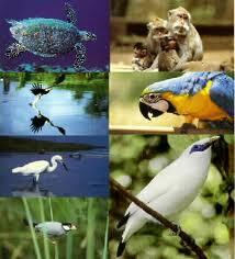 Mengenal Burung Mandar Gendang (Habroptila walacii) dari Halmahera