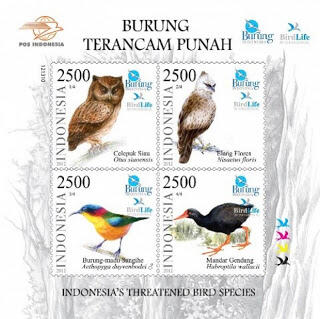 Mengenal Burung Mandar Gendang (Habroptila walacii) dari Halmahera