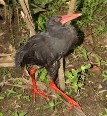 Mengenal Burung Mandar Gendang (Habroptila walacii) dari Halmahera