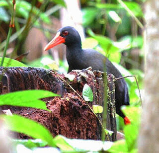 Mengenal Burung Mandar Gendang (Habroptila walacii) dari Halmahera