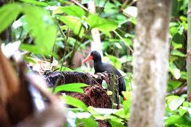 Mengenal Burung Mandar Gendang (Habroptila walacii) dari Halmahera