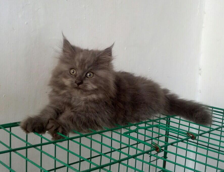 Kitten Jantan 3 bulan