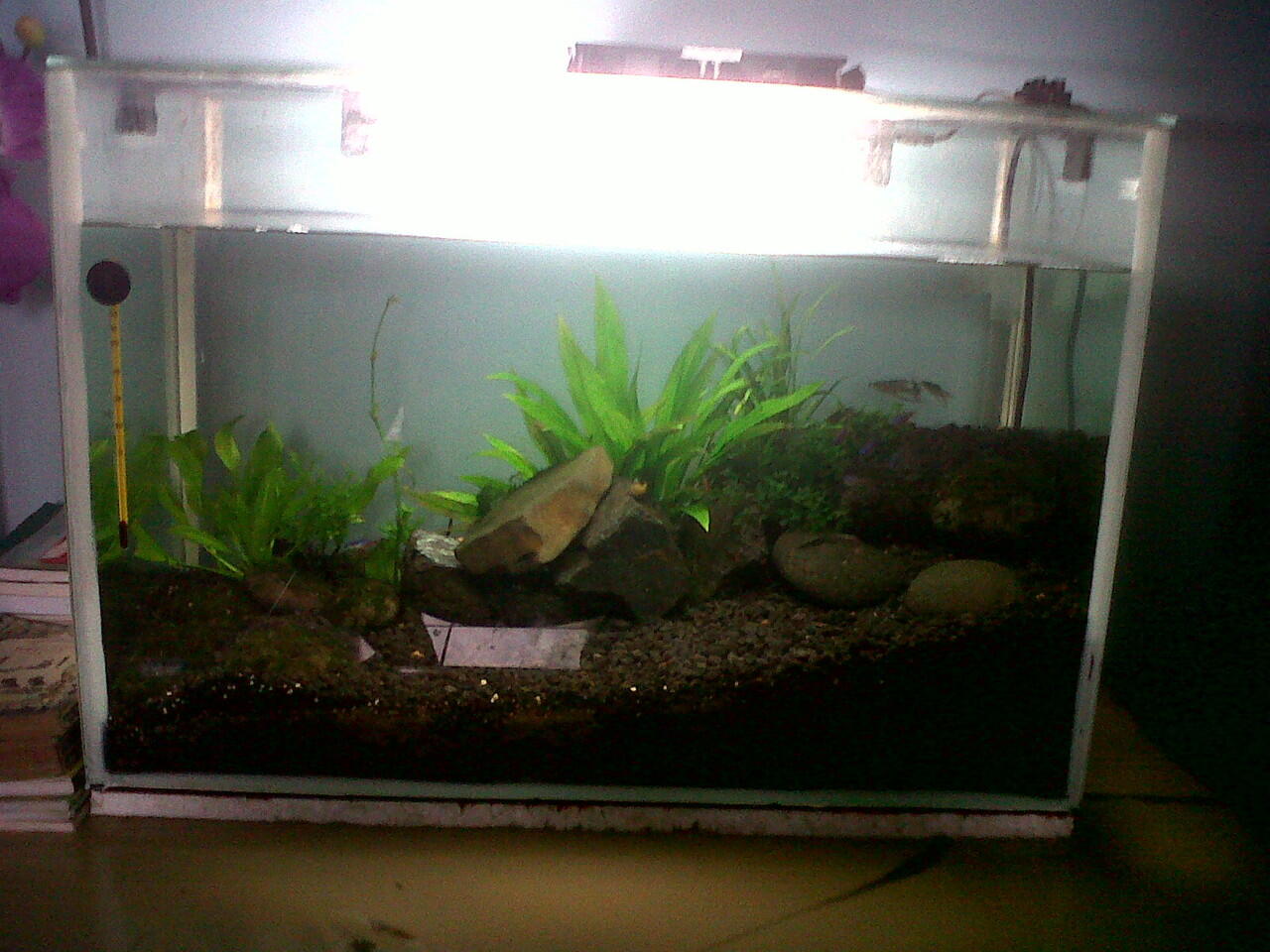 aquarium Aquascape JungleTheme