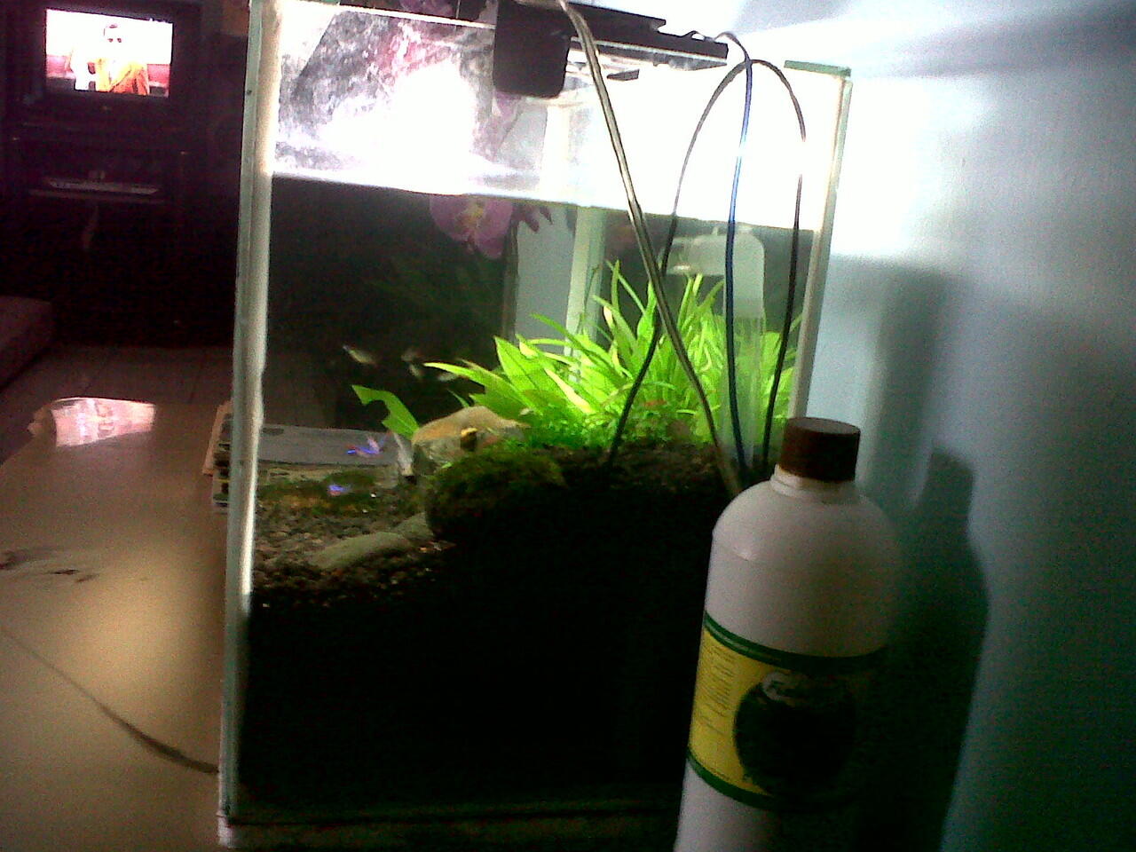 aquarium Aquascape JungleTheme