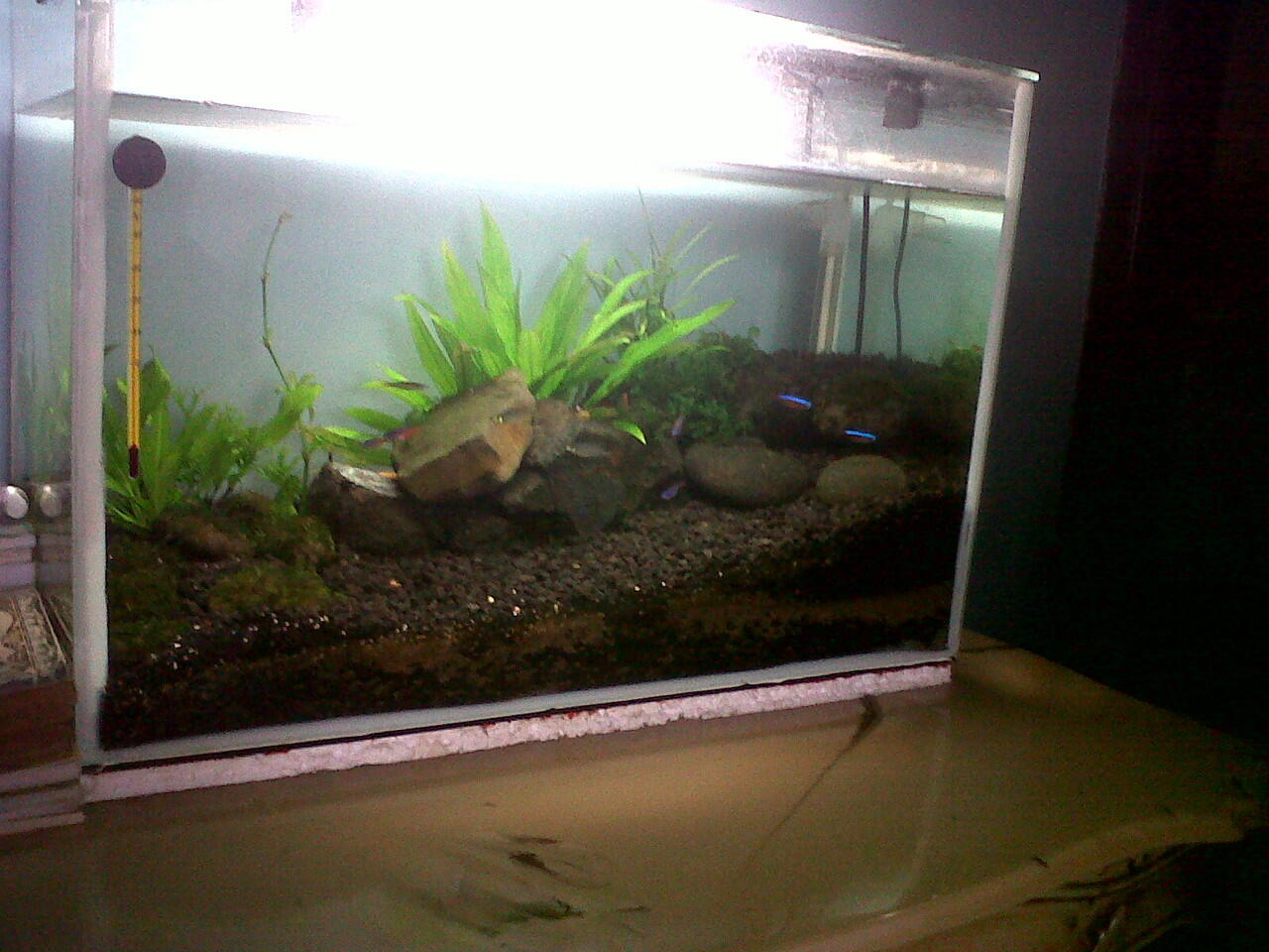 aquarium Aquascape JungleTheme