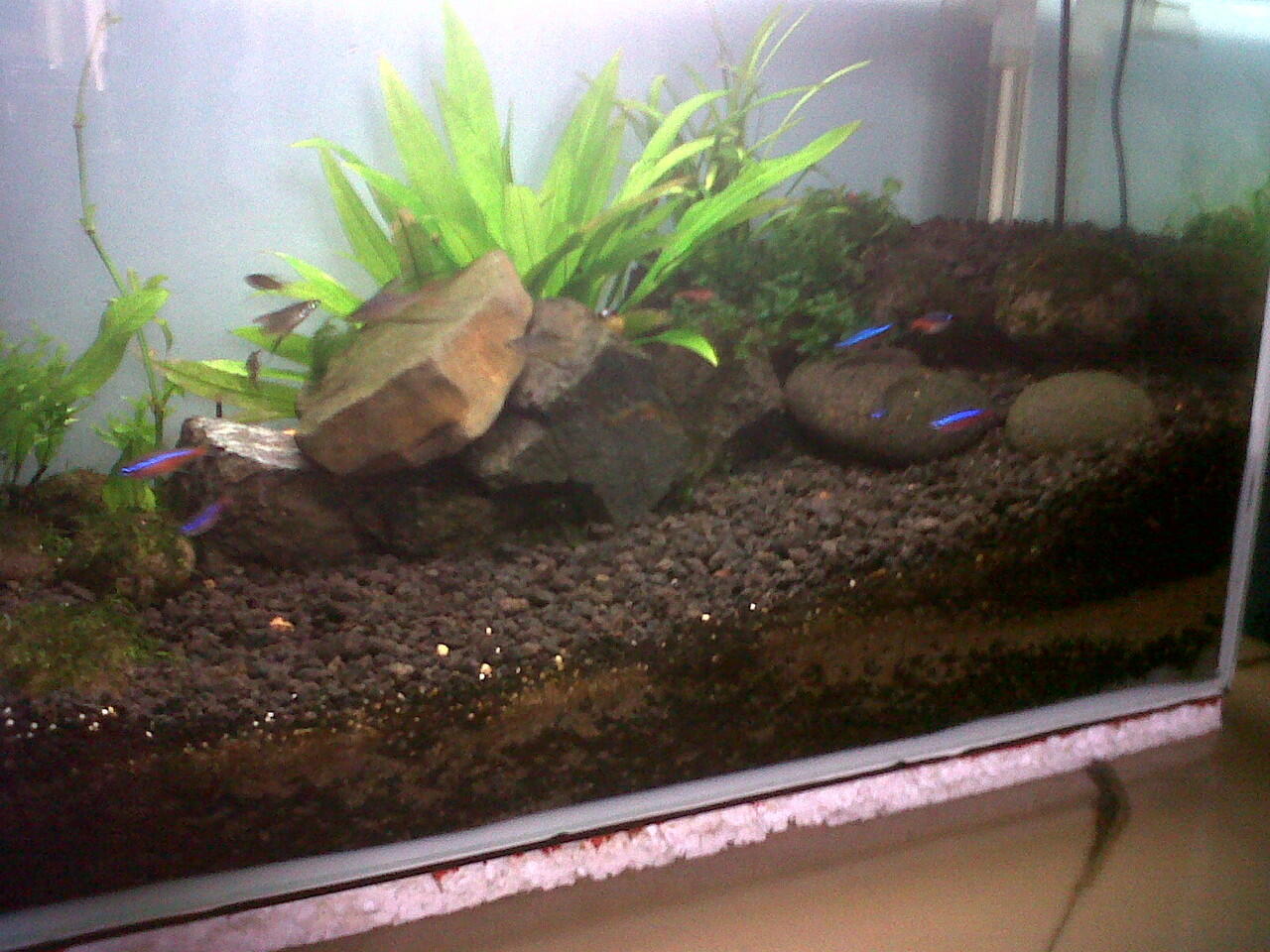 aquarium Aquascape JungleTheme