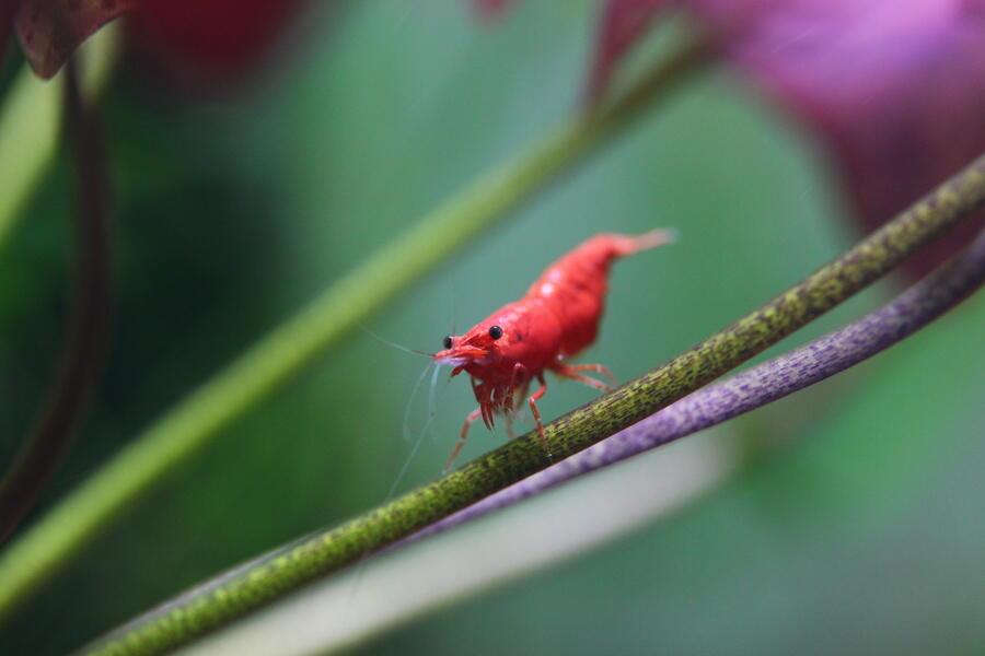 10 Freshwater Aquarium Shrimp Terpopuler di Dunia