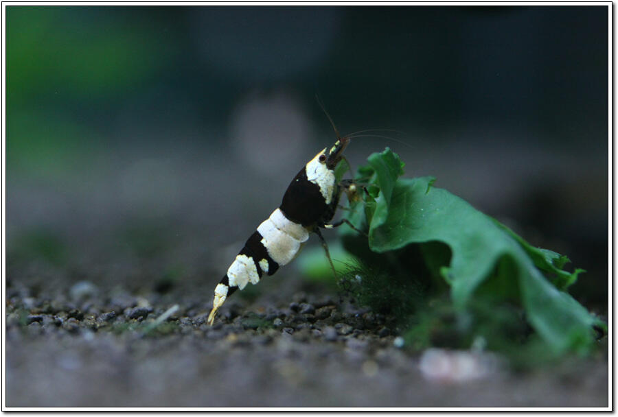 10 Freshwater Aquarium Shrimp Terpopuler di Dunia