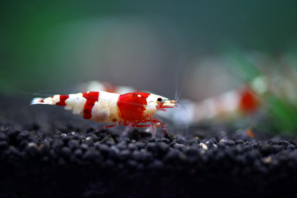 10 Freshwater Aquarium Shrimp Terpopuler di Dunia