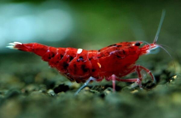 10 Freshwater Aquarium Shrimp Terpopuler di Dunia