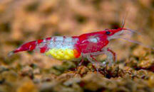 10 Freshwater Aquarium Shrimp Terpopuler di Dunia