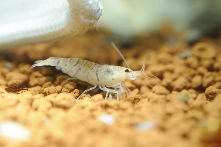 10 Freshwater Aquarium Shrimp Terpopuler di Dunia