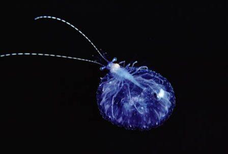 10 Hewan Bertubuh Transparan di Dunia