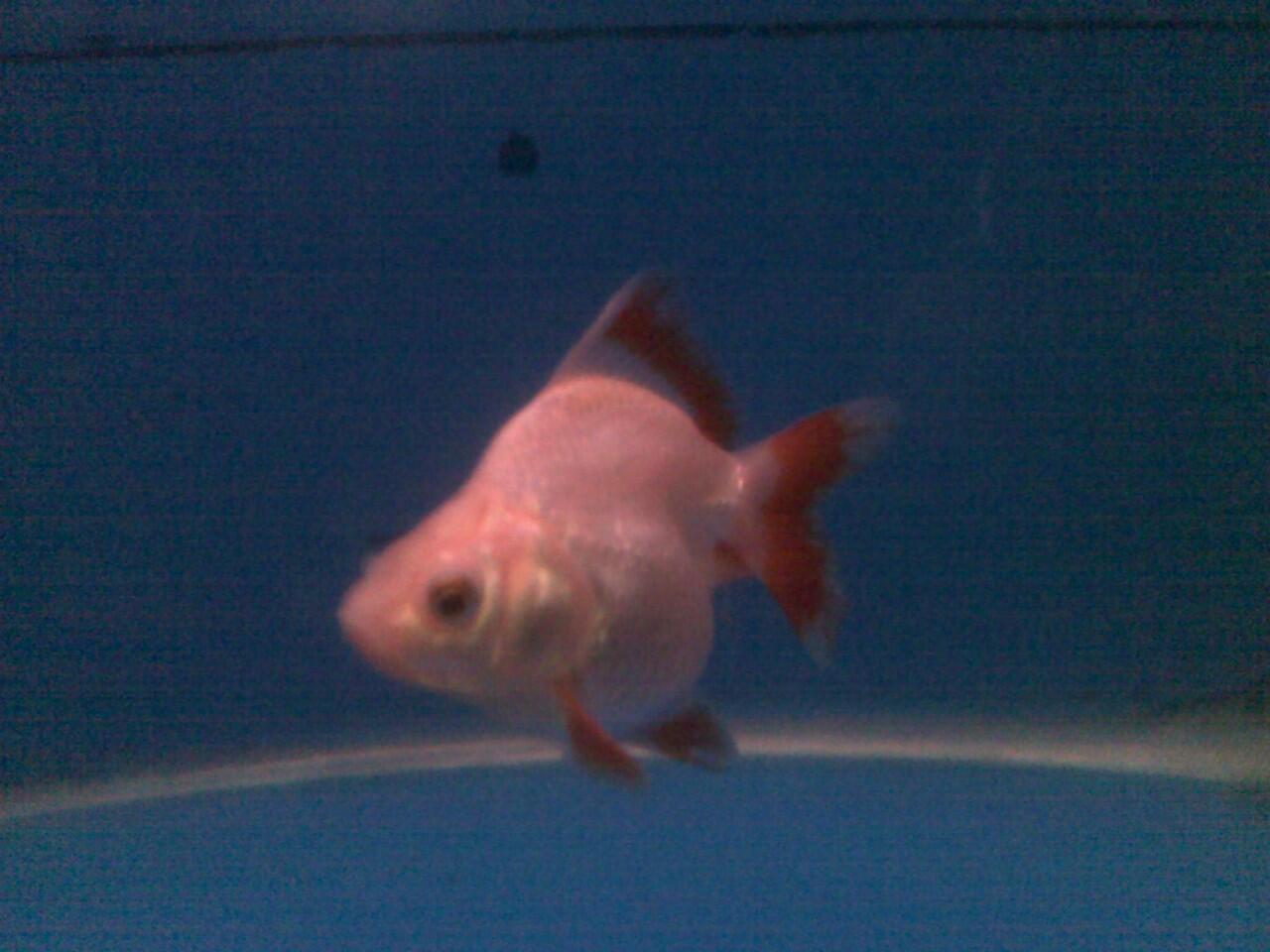 jual ikan mas koki ryukin murah