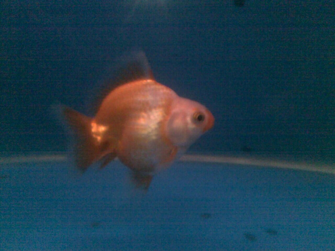 jual ikan mas koki ryukin murah