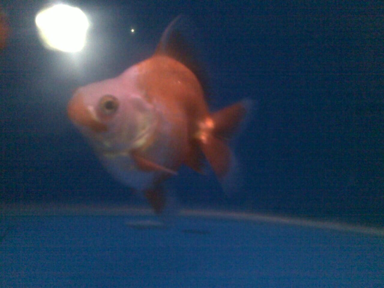 jual ikan mas koki ryukin murah