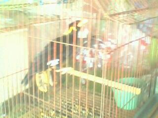 Terjual Burung Beo Muda Siap Latih Murmer Bandung Aja Kaskus