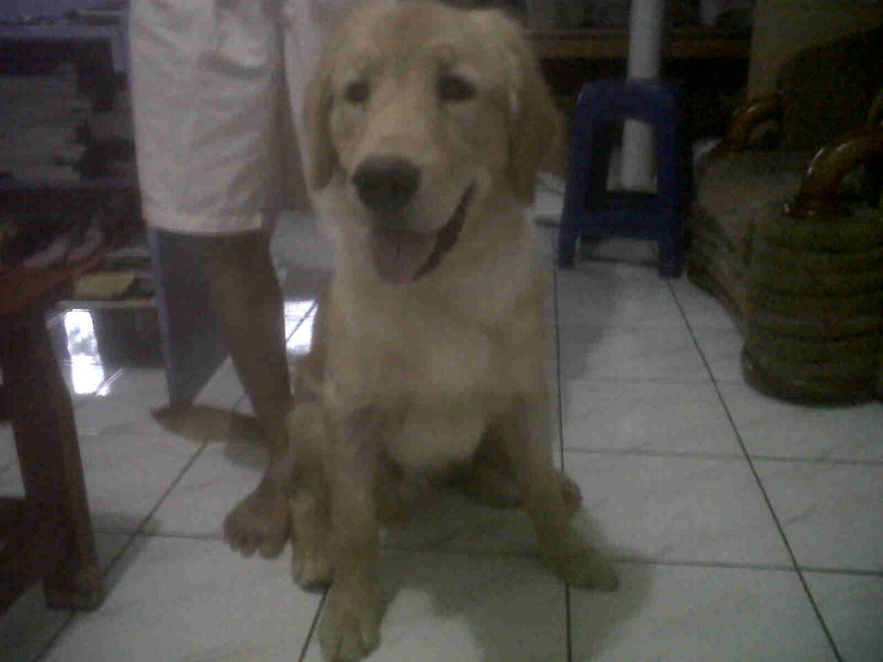 JUAL CEPAT ANJING GOLDEN UMUR 8bln