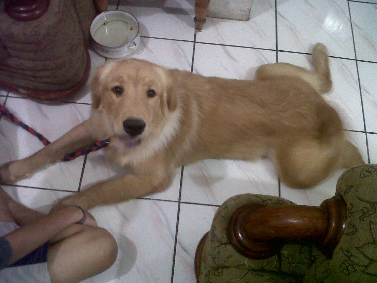 JUAL CEPAT ANJING GOLDEN UMUR 8bln