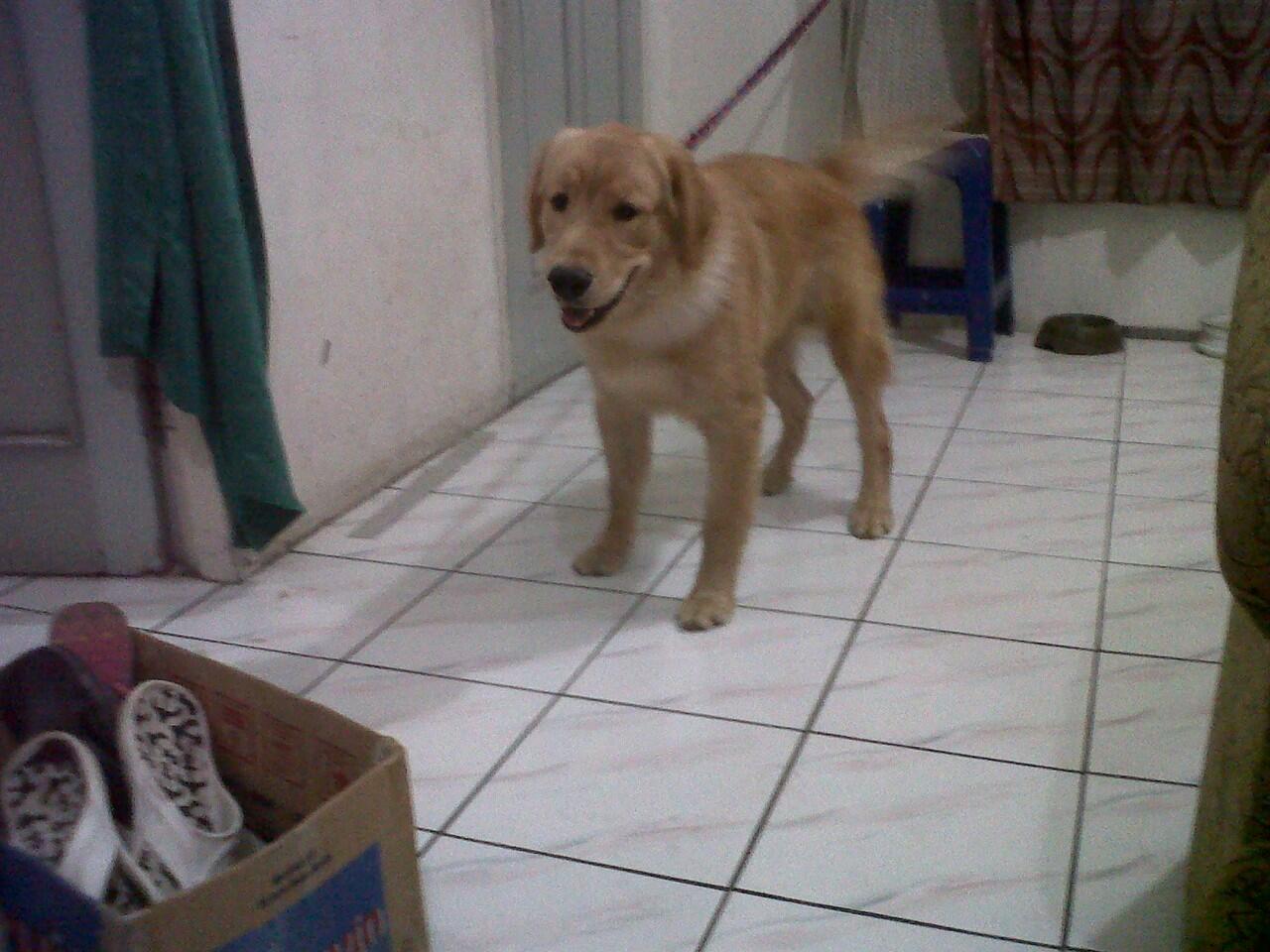 JUAL CEPAT ANJING GOLDEN UMUR 8bln
