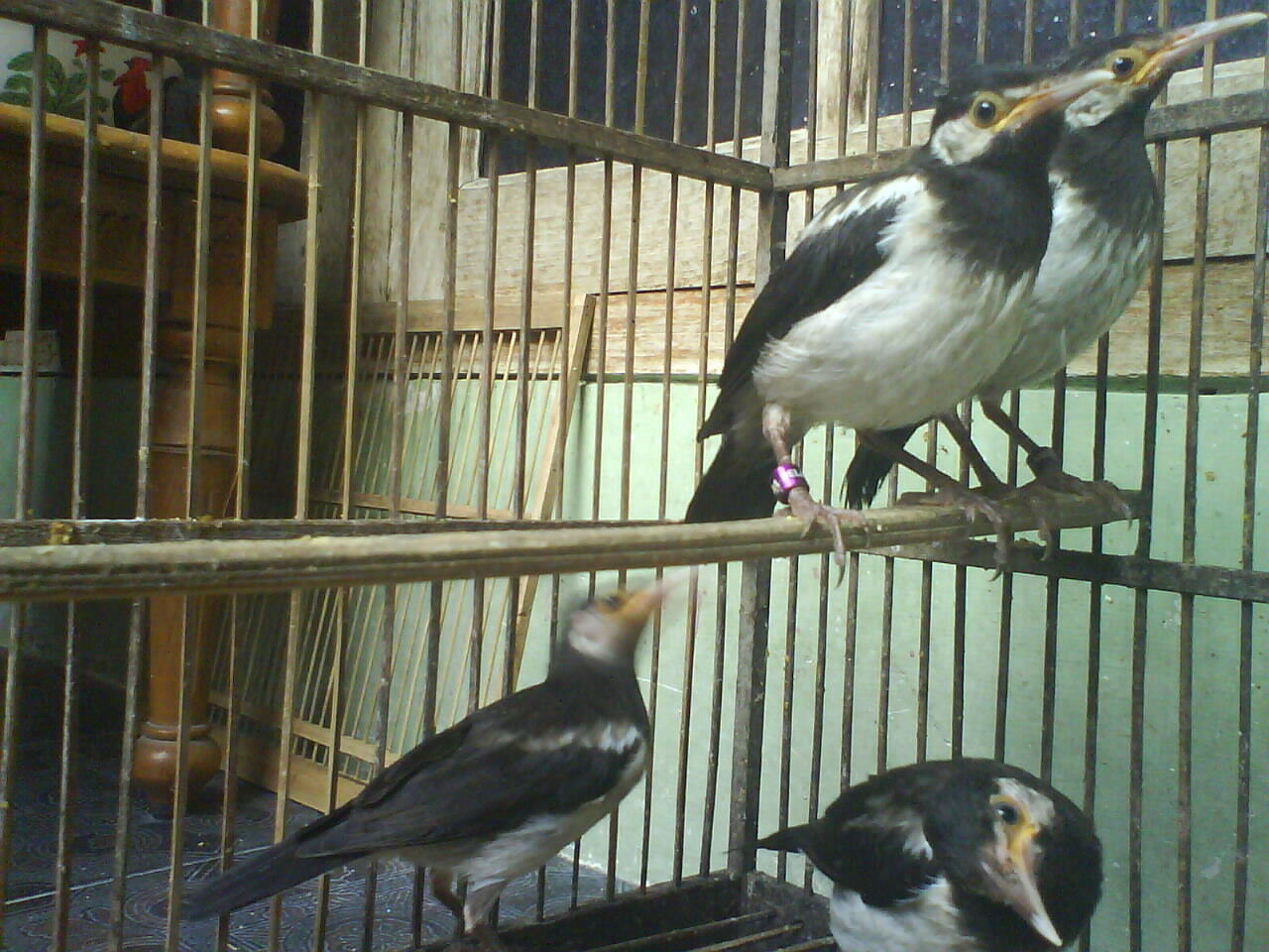 Terjual Jalak Suren Anakan  KASKUS