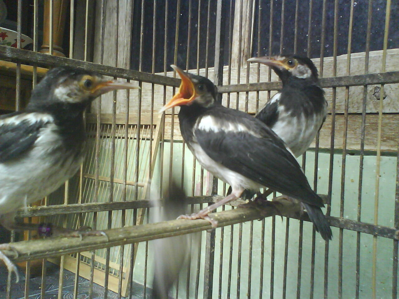 Terjual Jalak Suren Anakan  KASKUS